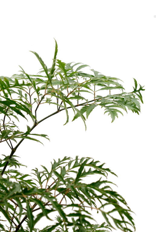 Aralia Ming zimmerpflanze