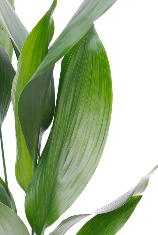 Mooie kamerplant met langwerpige grote bladeren 