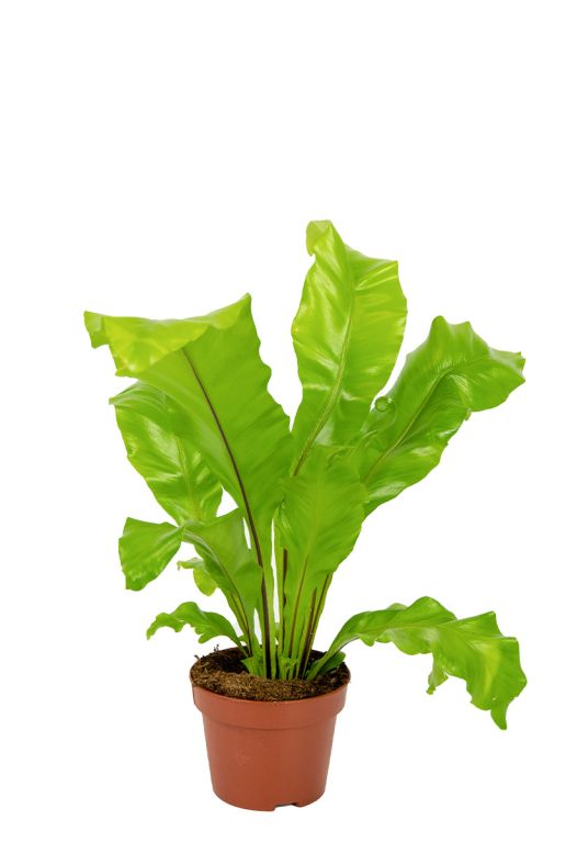 Asplenium-nindus-kamerplant 1