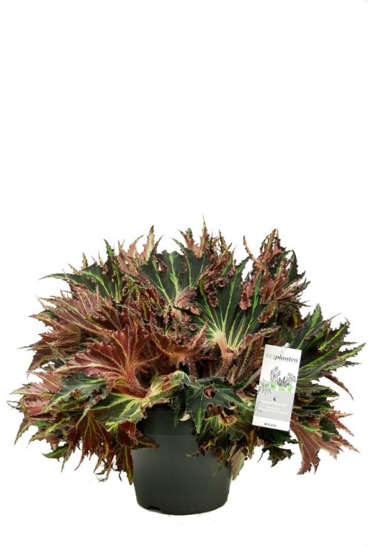 Begonia break dance blattbegonie