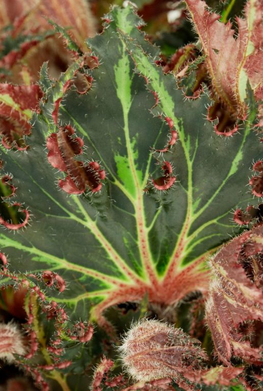 Begonia pflanze