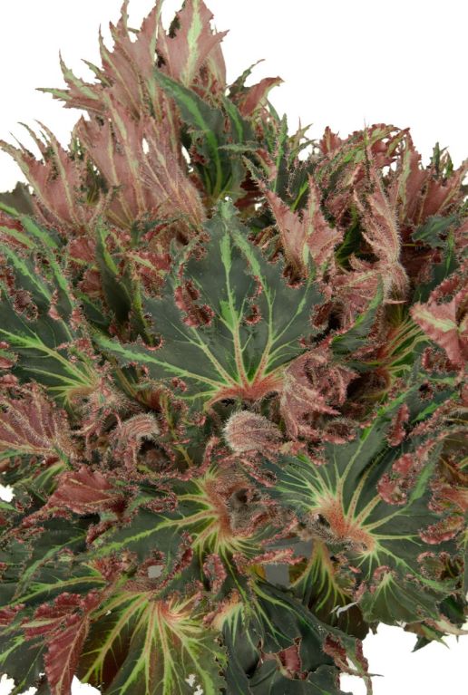 Begonia stachel blatt