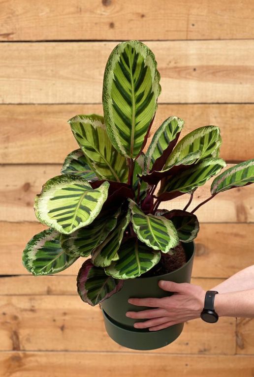 Calathea angela zimmerpflanze