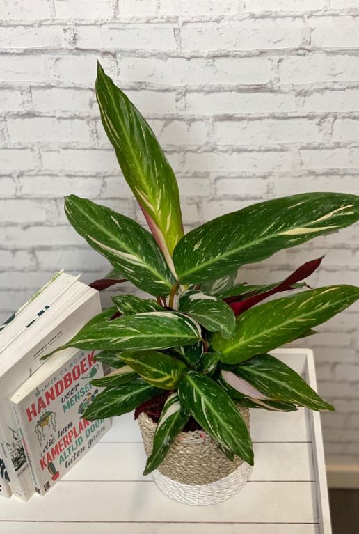 Calathea magicstar zimmerpflanze