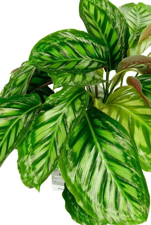 Calathea pfeilwurze 2