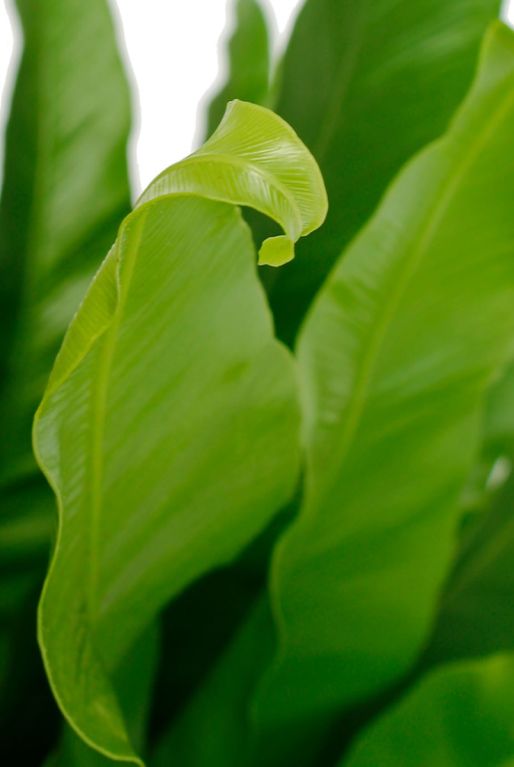 Asplenium antiquum