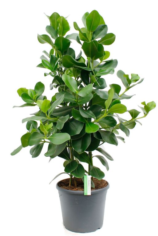 Clusia rosea