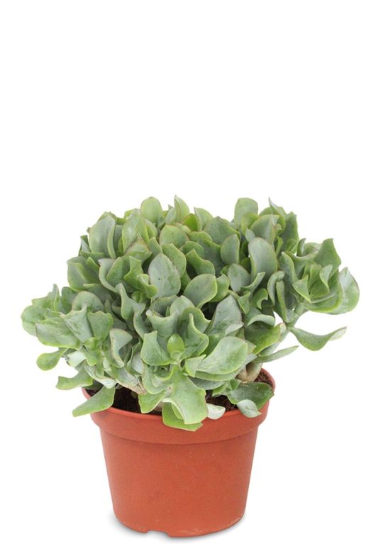 Crassula arborescens sukkulente