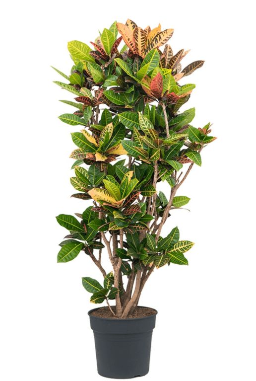 Croton petra planten