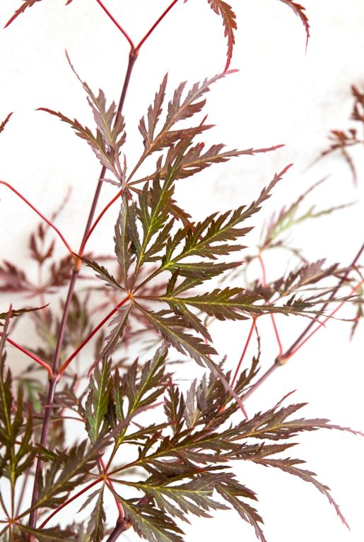 Scindapsus Treubii Dark