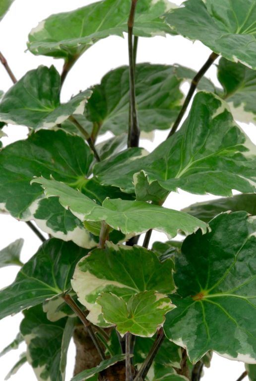 Monstera Siltepecana
