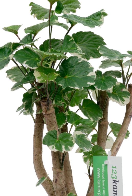 Alocasia Branchifolia Pink Passion blad