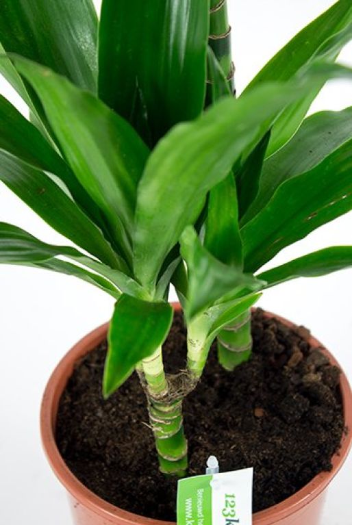 Dracaena Janet Craig