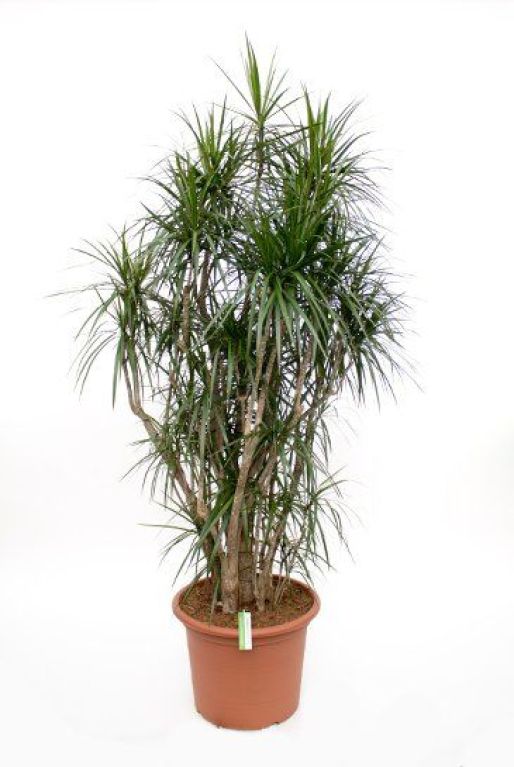 Dracaena Marginata