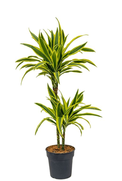 Dracaena fragrans lemon lime drachenbaum