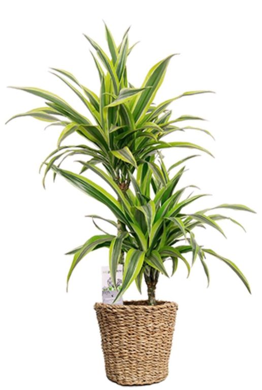 Dracaena im korb