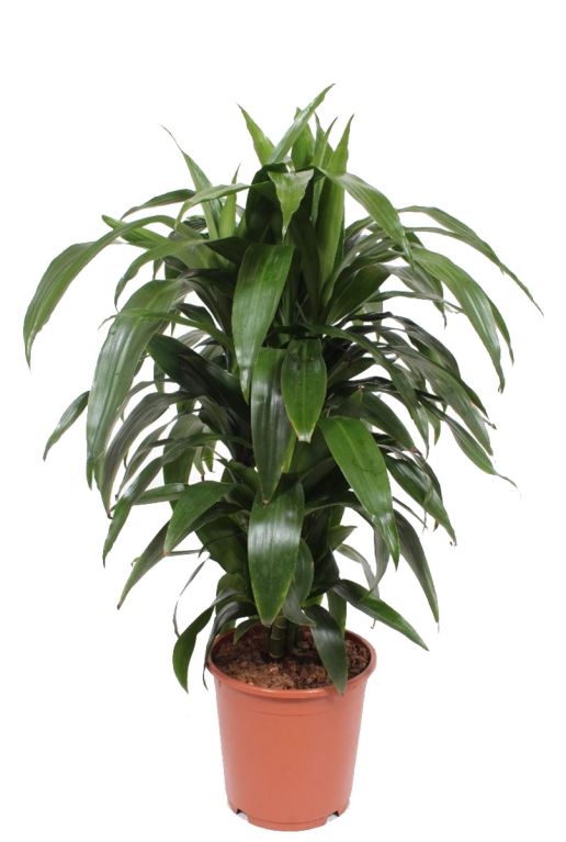 Syngonium Red Spot blad