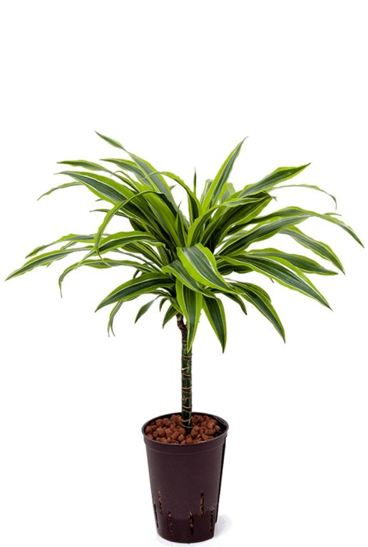 Dracaena lemon lime hydrokulturpflanze