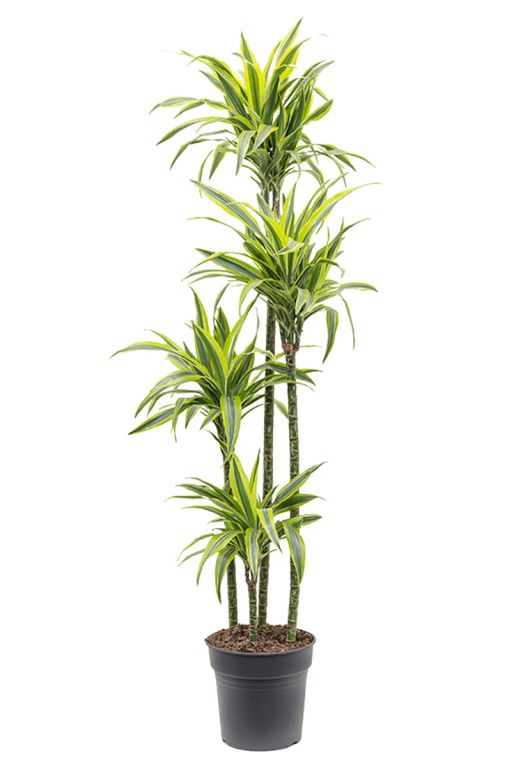 Dracena lemon lime