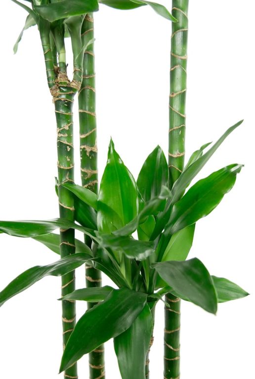 Dracaena Janet Lind zimmerpflanze