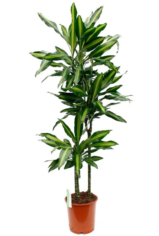 Dracaena Cintho Zimmerpflanze kaufen