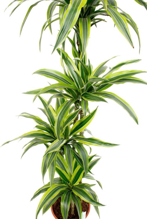 Dracaena Lemon Lime kamerplant 