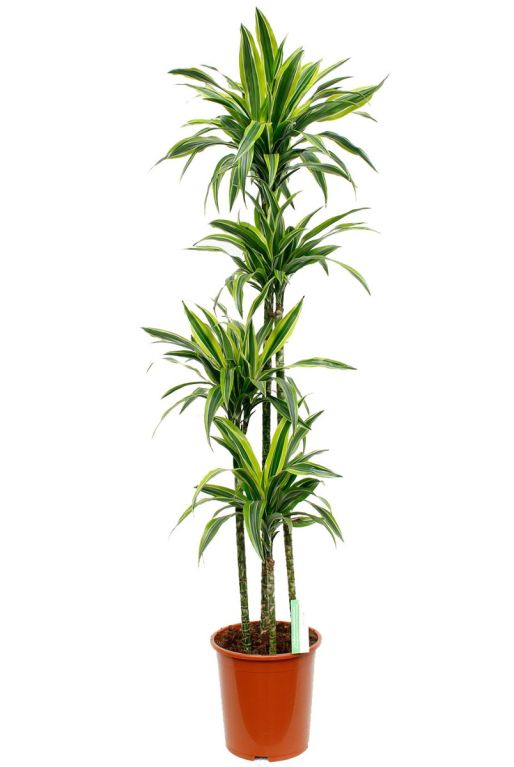 Grote Dracaena Lemon lime