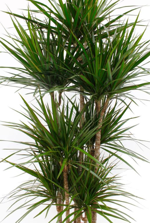 Dracaena Marginata