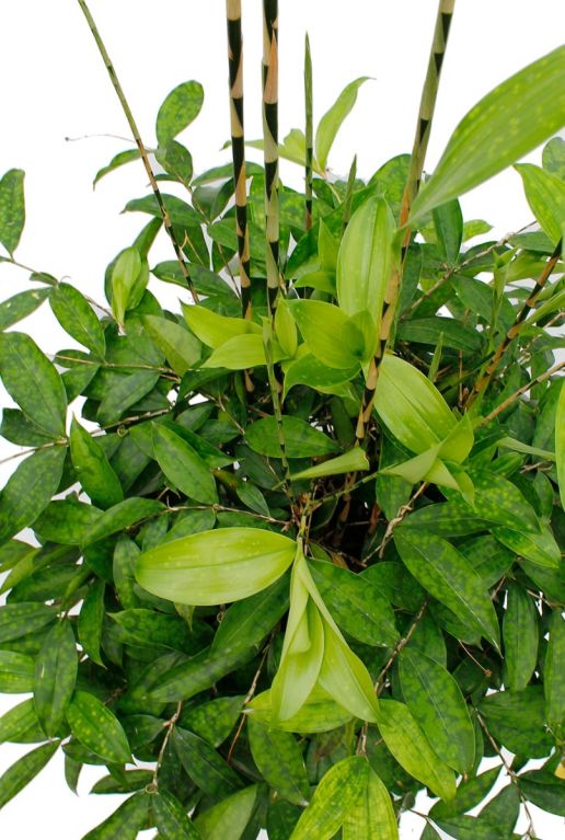 Hoya Krohniana Silver blad