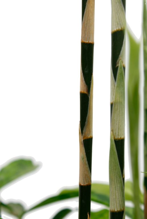 Monstera Siltepecana