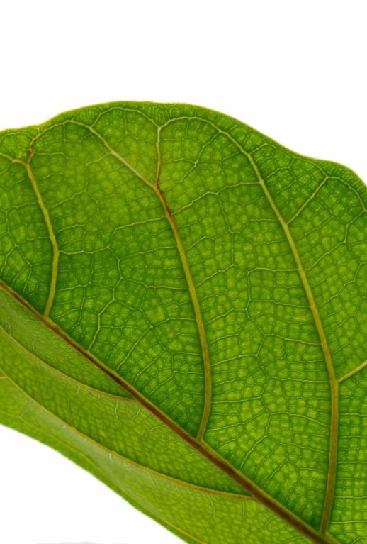 Monstera Siltepecana