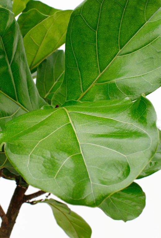 Alocasia Branchifolia Pink Passion blad