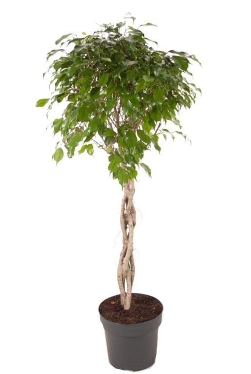 Ficus benjamina exotica zimmerpflanze