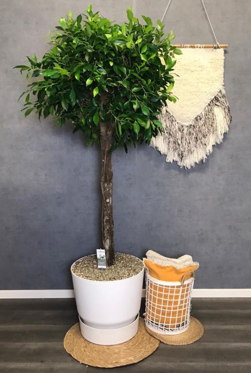 Ficus nitida Zimmerpflanze in Elho Topf
