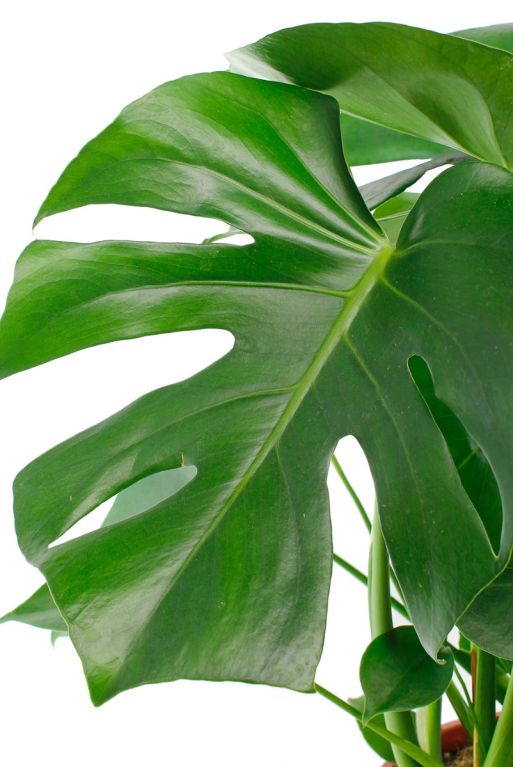 Alocasia Branchifolia Pink Passion blad