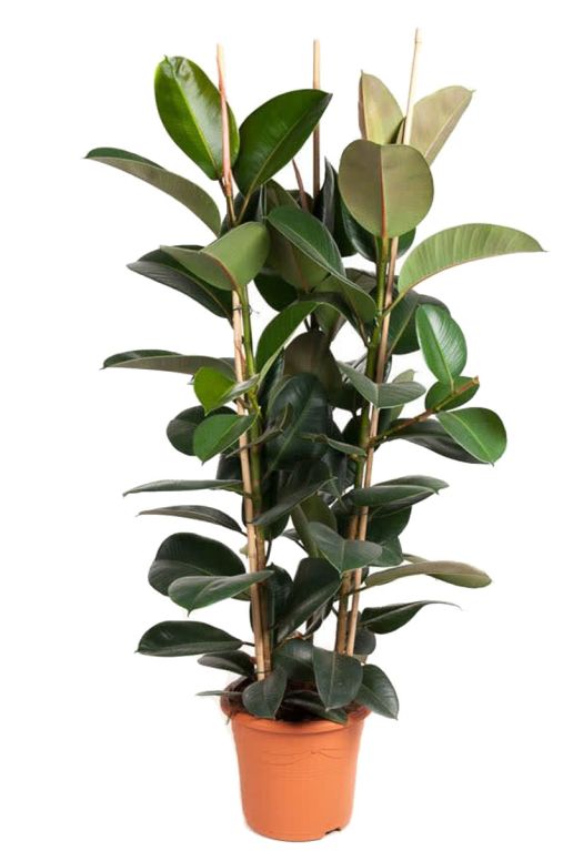 Gross ficus pflanze