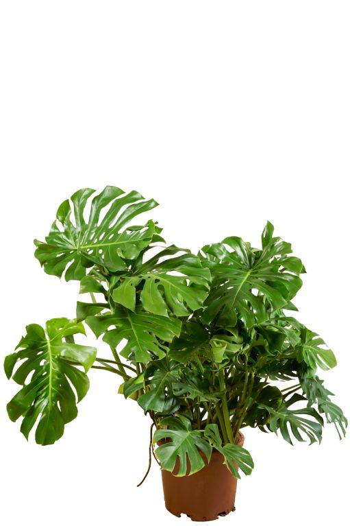 Grosse monstera p40