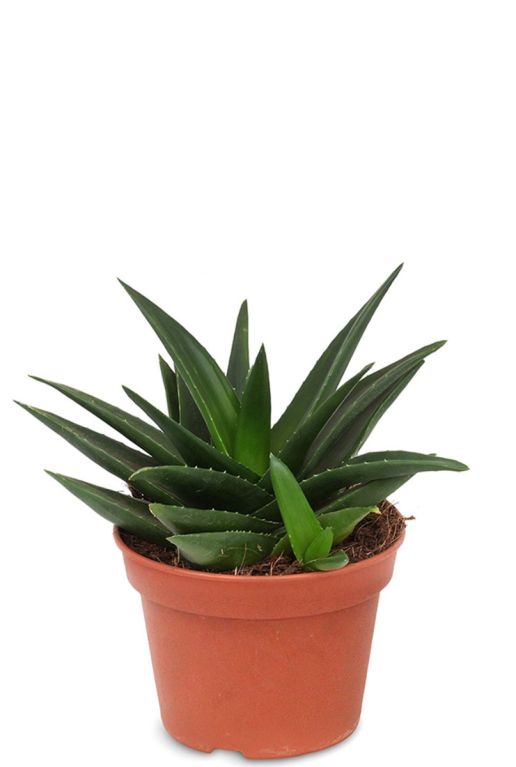 Haworthia pentagona sukkulente