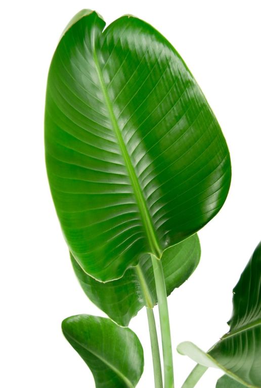 Alocasia Branchifolia Pink Passion blad