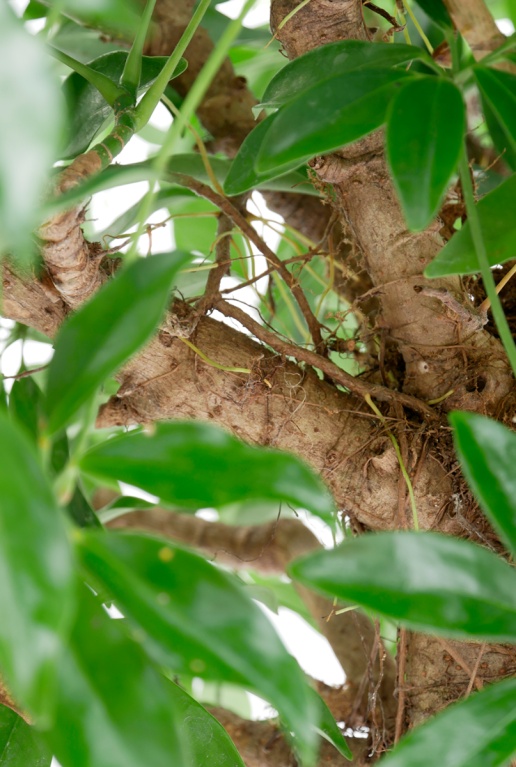 Schefflera Compacta