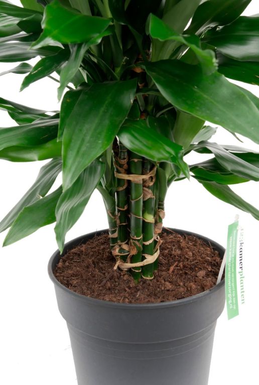 dracaena stämme