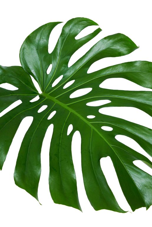 Monstera Siltepecana