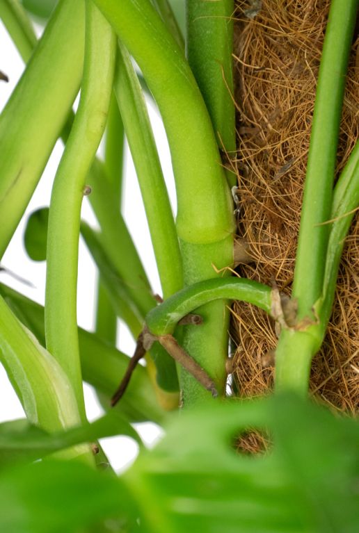Monstera obliqua monkey plant