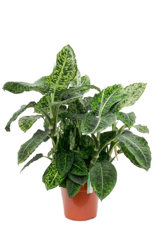 Dieffenbachia Reflector