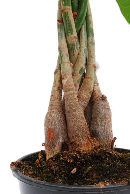 Pachira aquatica