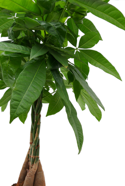 Pachira aquatica