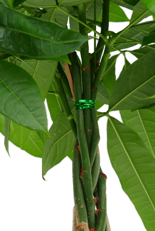 Pachira aquatica