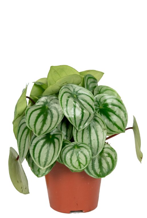 Peperomia-kamerplant