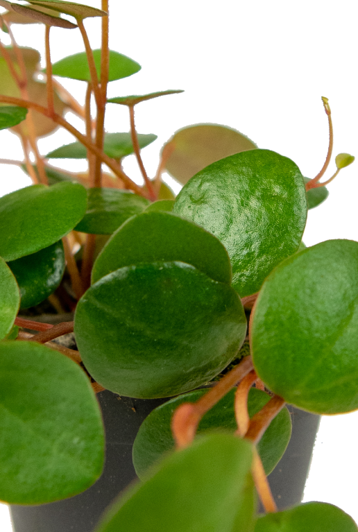 Peperomia-pepperspots-blad