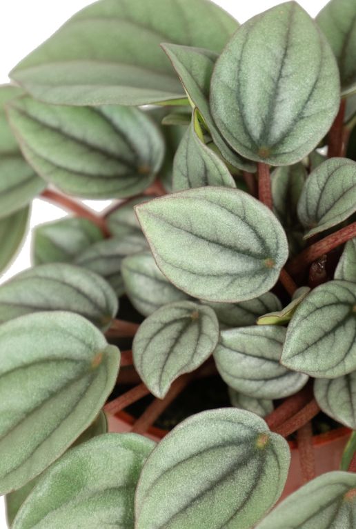 Peperomia milano blatt